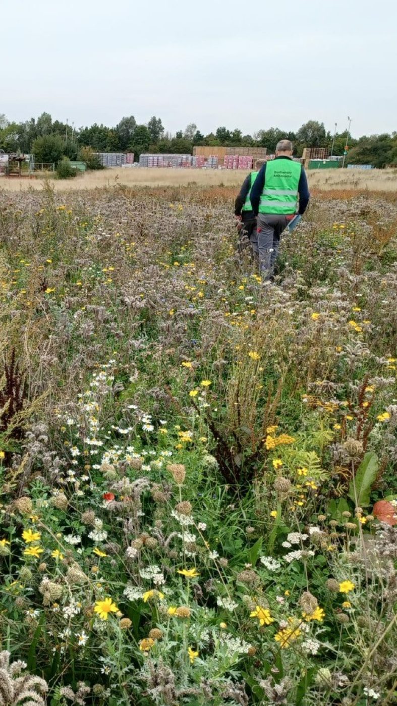 Menschen gehen durch eine Blumenwiese