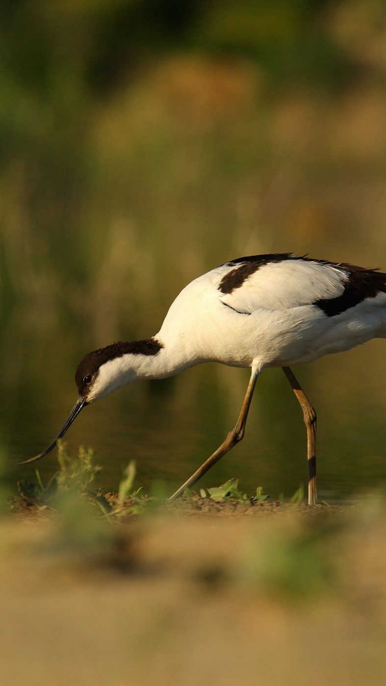 Vogel an einem Teich