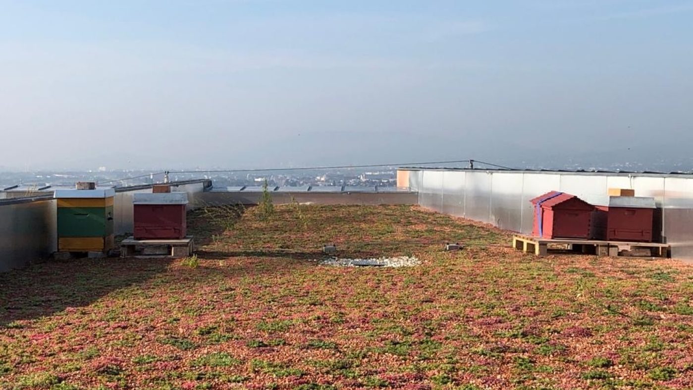 Geschafft: Die vier Bienenstöcke befinden sich nun auf der 300 Quadratmeter großen, begrünten Dachterrasse des wienerberger Headquarters.