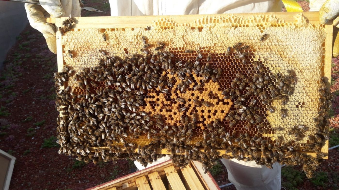Eingewöhnung: Die Bienen müssen sich nach der Übersiedlung vom Dach des Bundes-Blindenerziehungsinstituts in Wien zum wienerberger Headquarter erst einmal an die neue Umgebung gewöhnen.