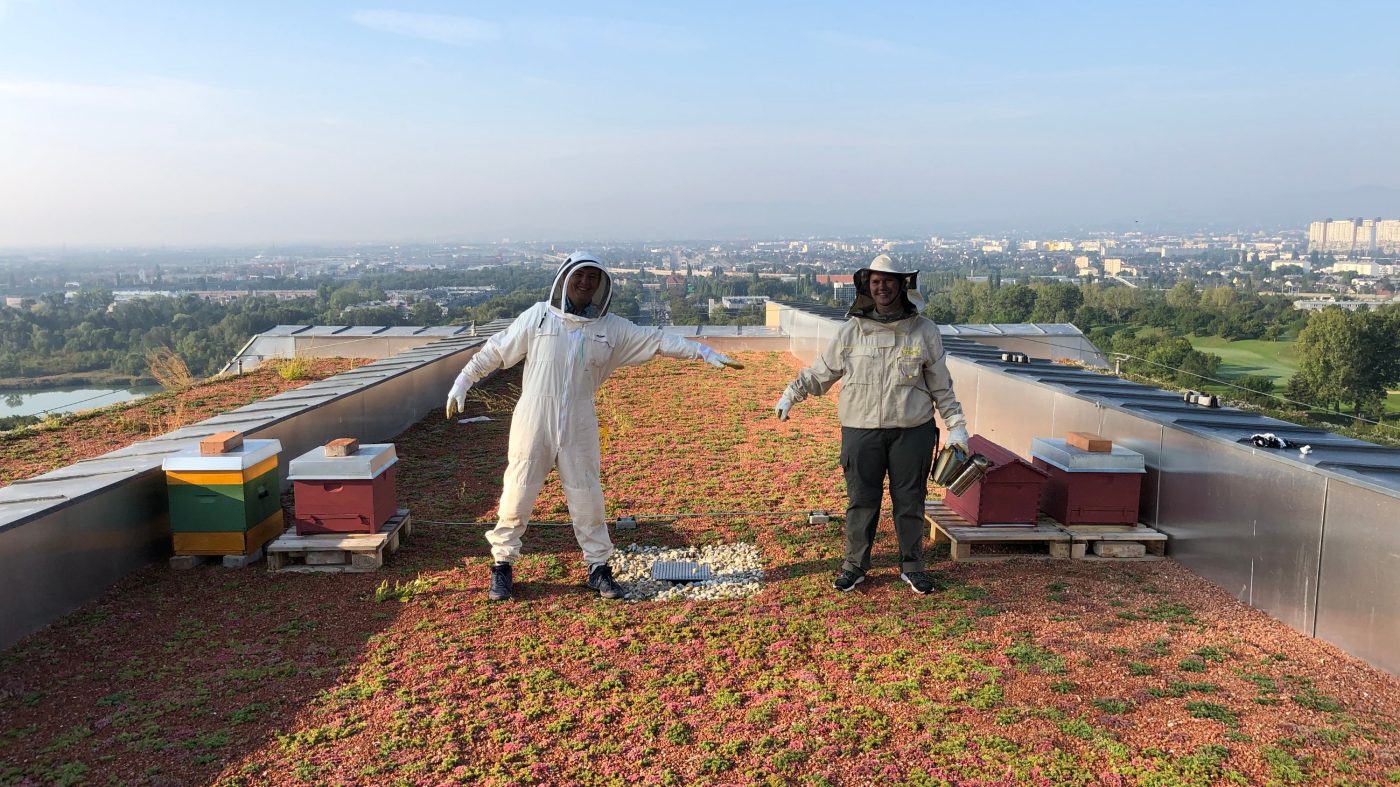 Teamwork: David Graham und Kathrin Hischenhuber beim Ansiedeln der vier Bienenstöcke auf dem Dach des wienerberger Headquarters in der Biotope City (von links).