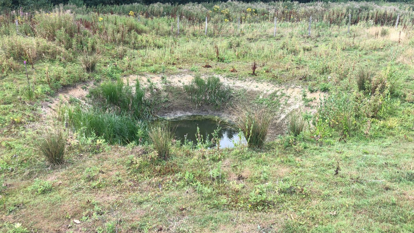 Lebensraum für Amphibien und weitere Wasserbewohner: Einer der neuangelegten Teiche auf dem Gelände der Orchard Farm.