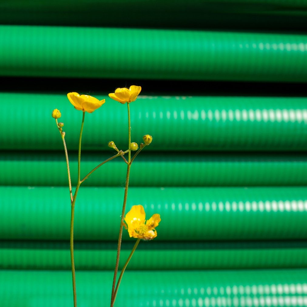 gelbe Blume, grüne Kunststoffrohre