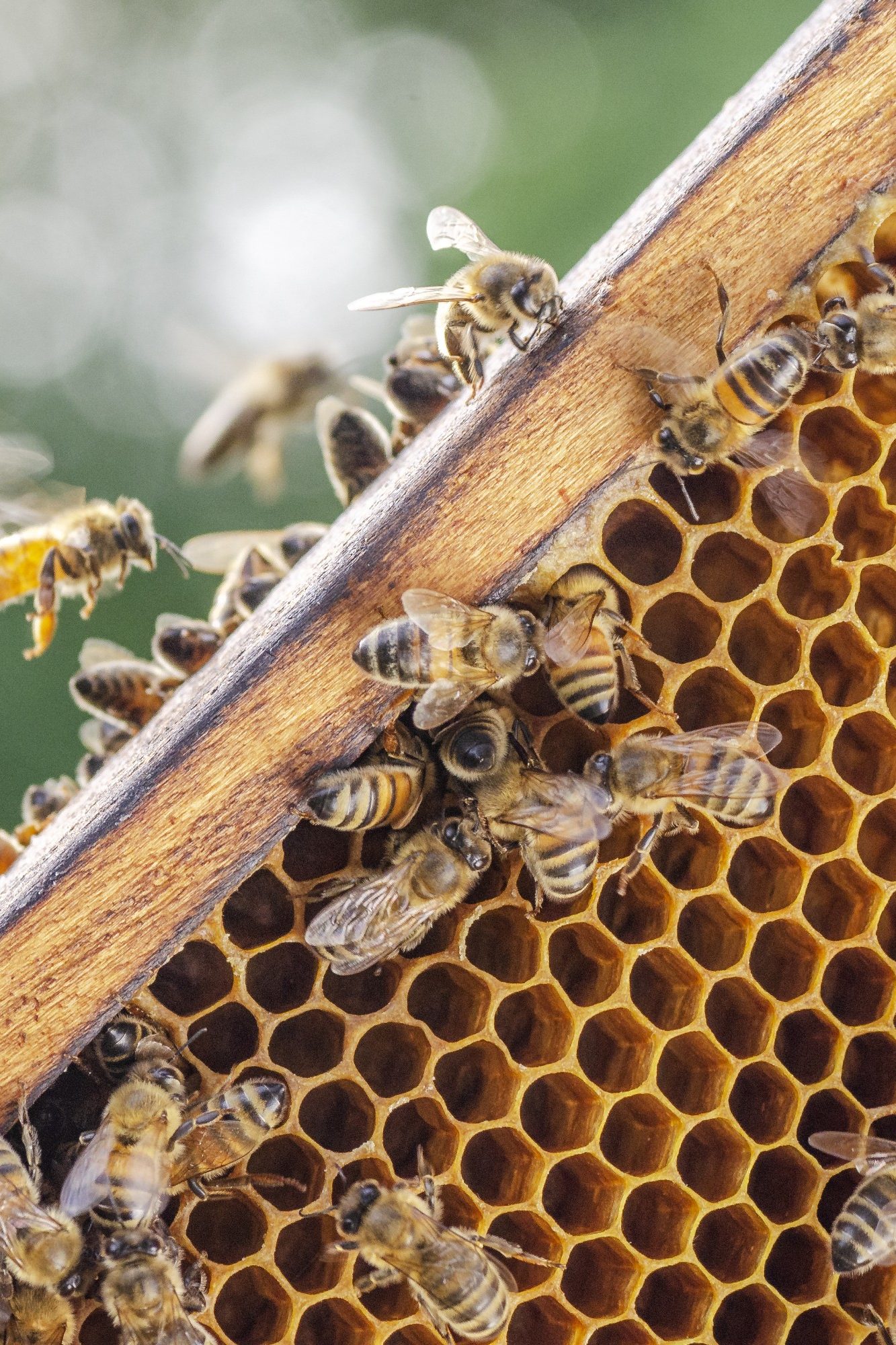 Bienen