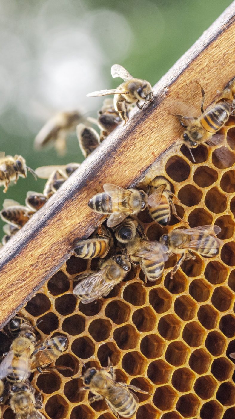Bienen