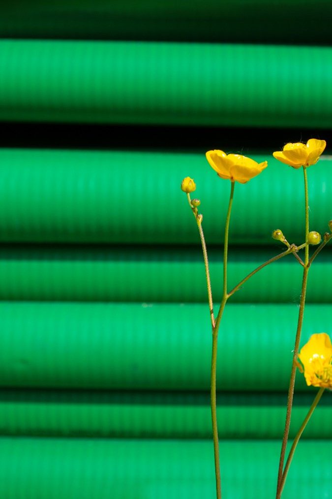 gelbe Blume, grüne Kunststoffrohre