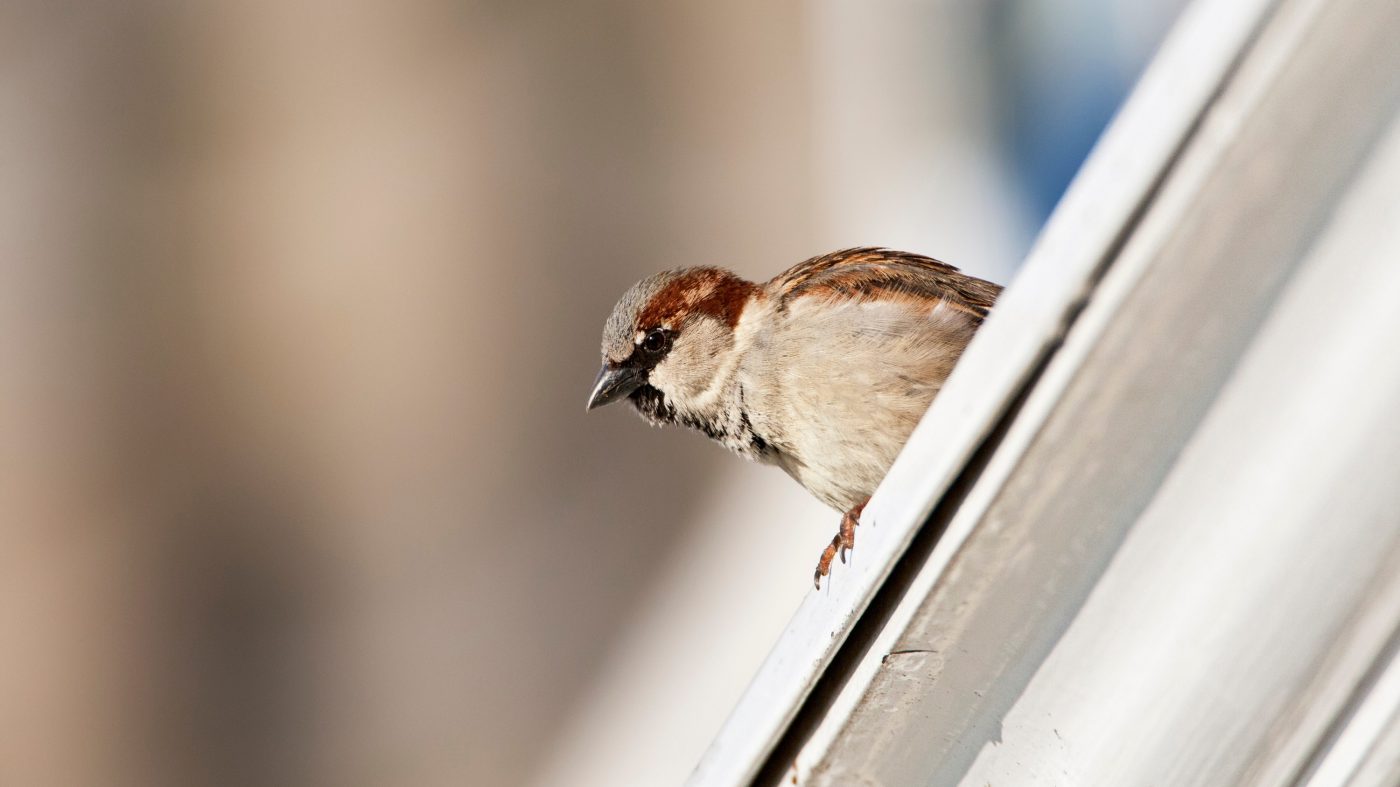 Spatz auf einem Mauervorsprung: Heimische Vogelarten finden in Städten immer weniger Nistplätze
