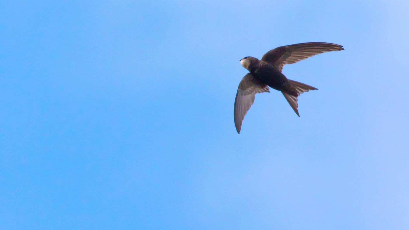 Ein Vogel in der Luft, blauer Himmel