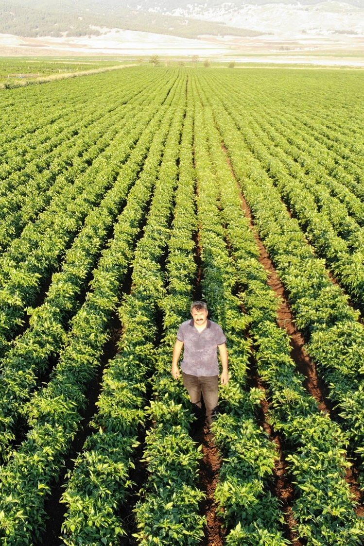 Pipelife-flat-drip-pepper-field-Turkey