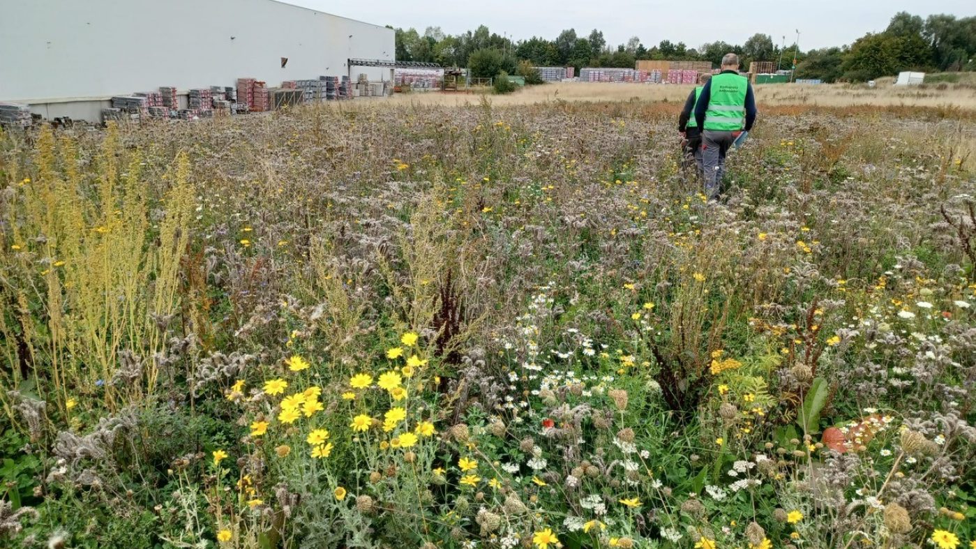 wienerberger production site with 2 biodiversity ambassadors on a field with wildflowers