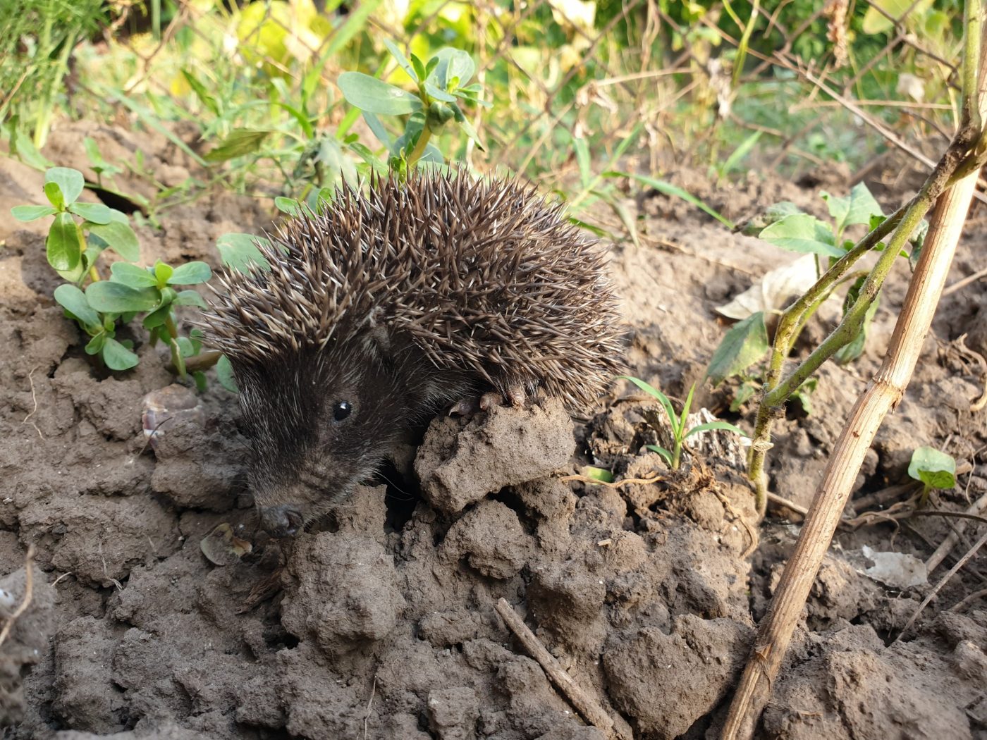 A hedgehog on a scouting expedition: Biodiversity ambassador Valeria Klonka from Wienerberger Serbia has turned her own garden into a biodiversity hotspot. 