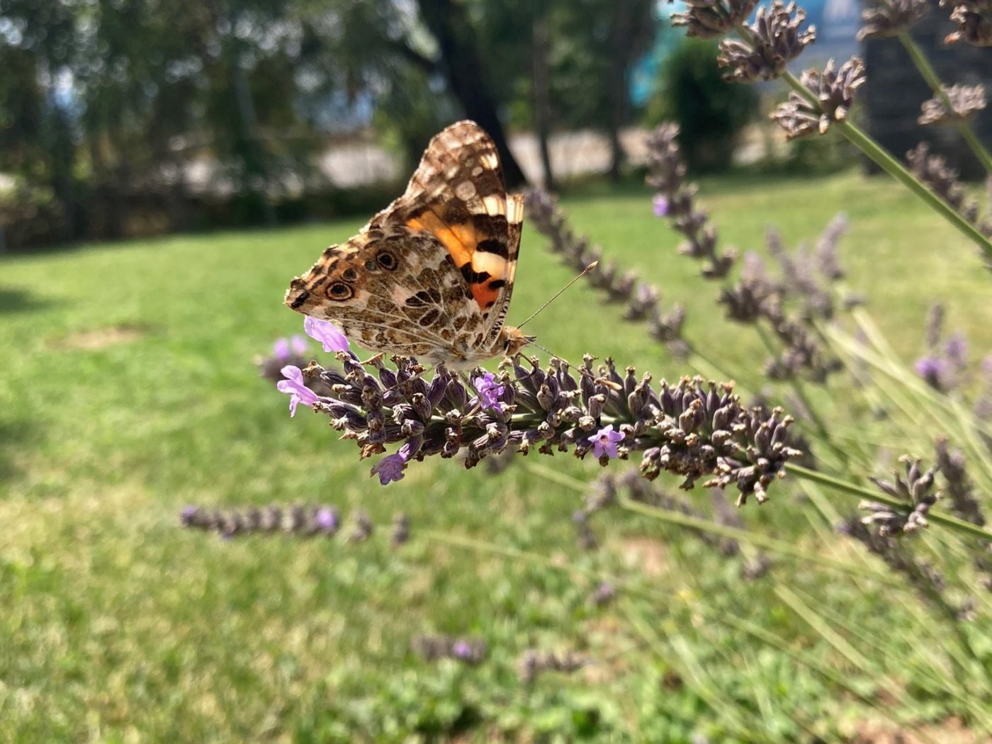 A butterfly on a lavender bush: Wienerberger Bulgaria production sites are home to a wide range of animal species. 