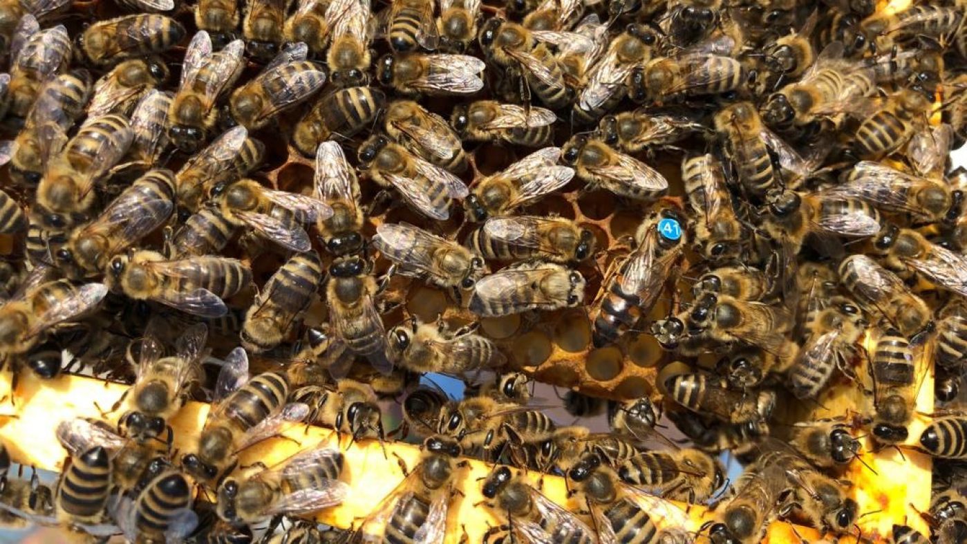 Wienerberger bees