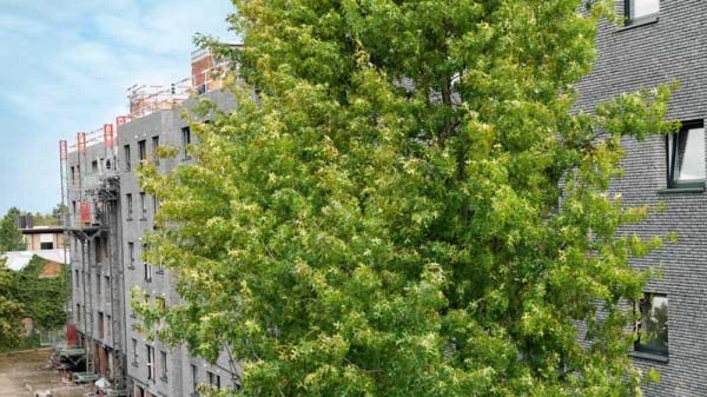 green tree in front of brick building