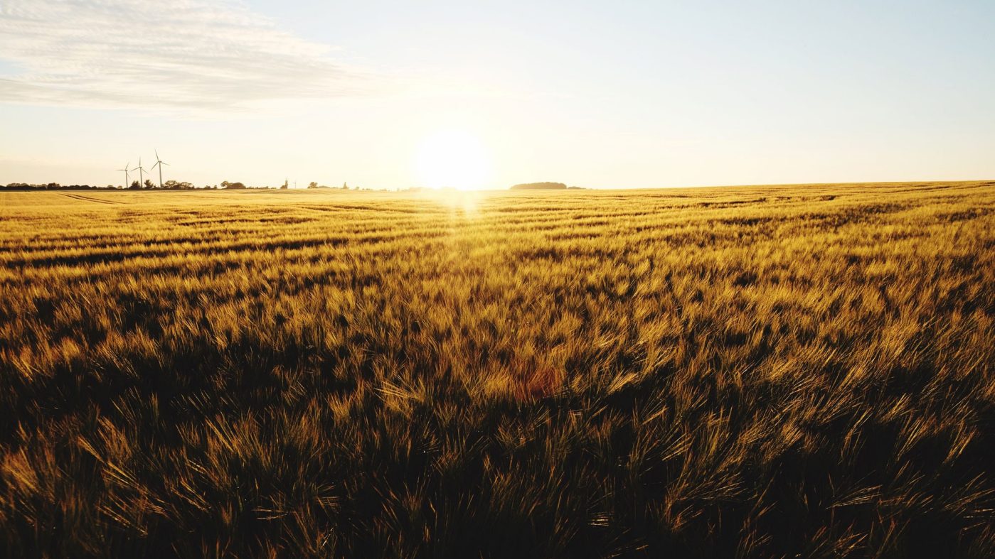 Sunset above corn field