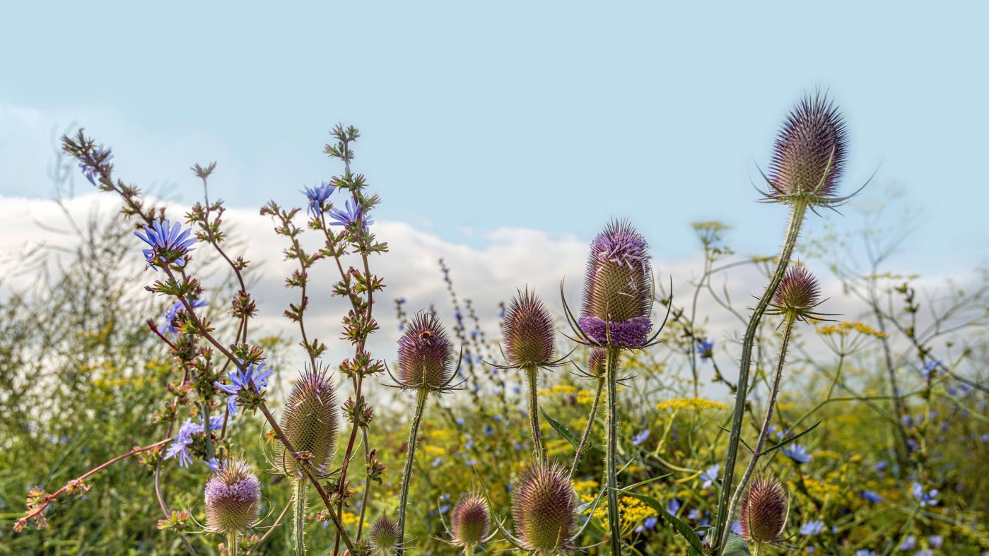 Apfelbäume auf Blumenwiese neben Ziegellagerplatz