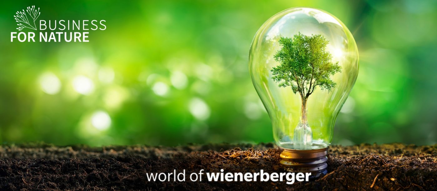 Lightbulb with tree on nature backgroung showing blurred plants and earth