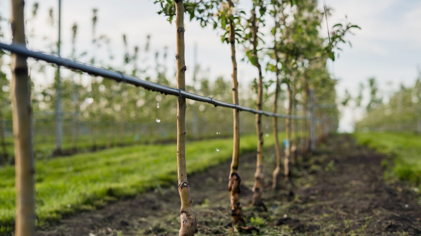 Tree irrigation