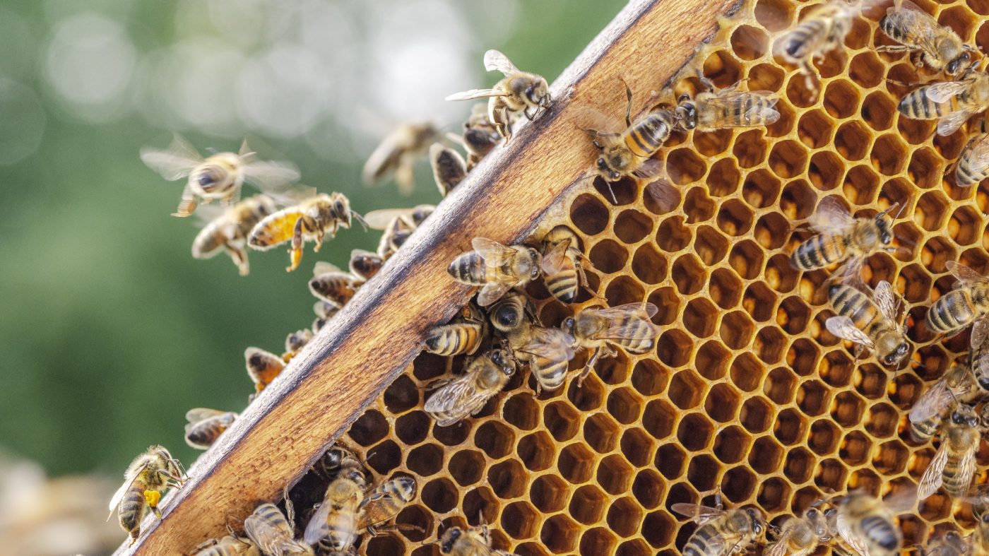 Bees in a beehive