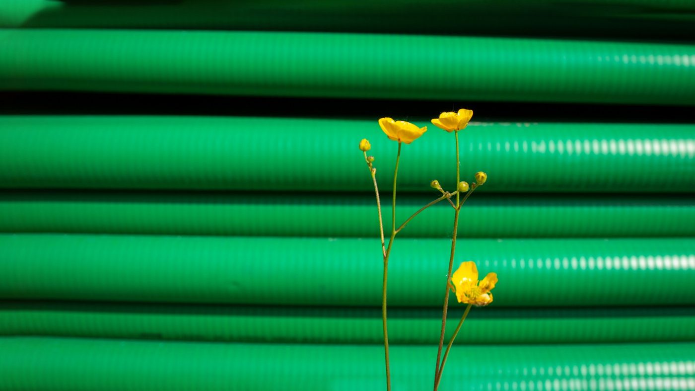 yellow flower in front of green plastic pipes