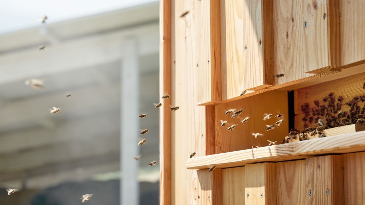Bees flying to their beehive