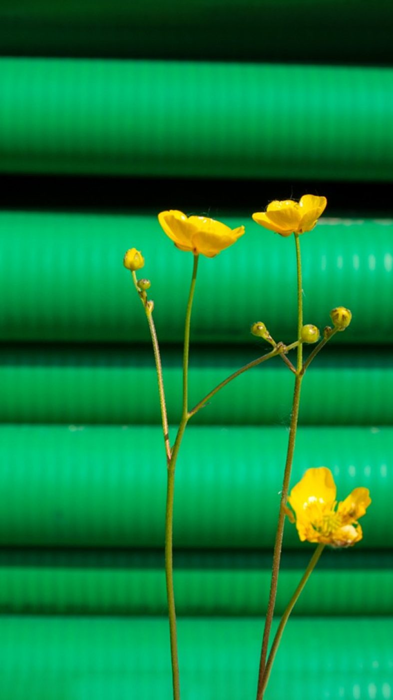 yellow flower in front of green pipes