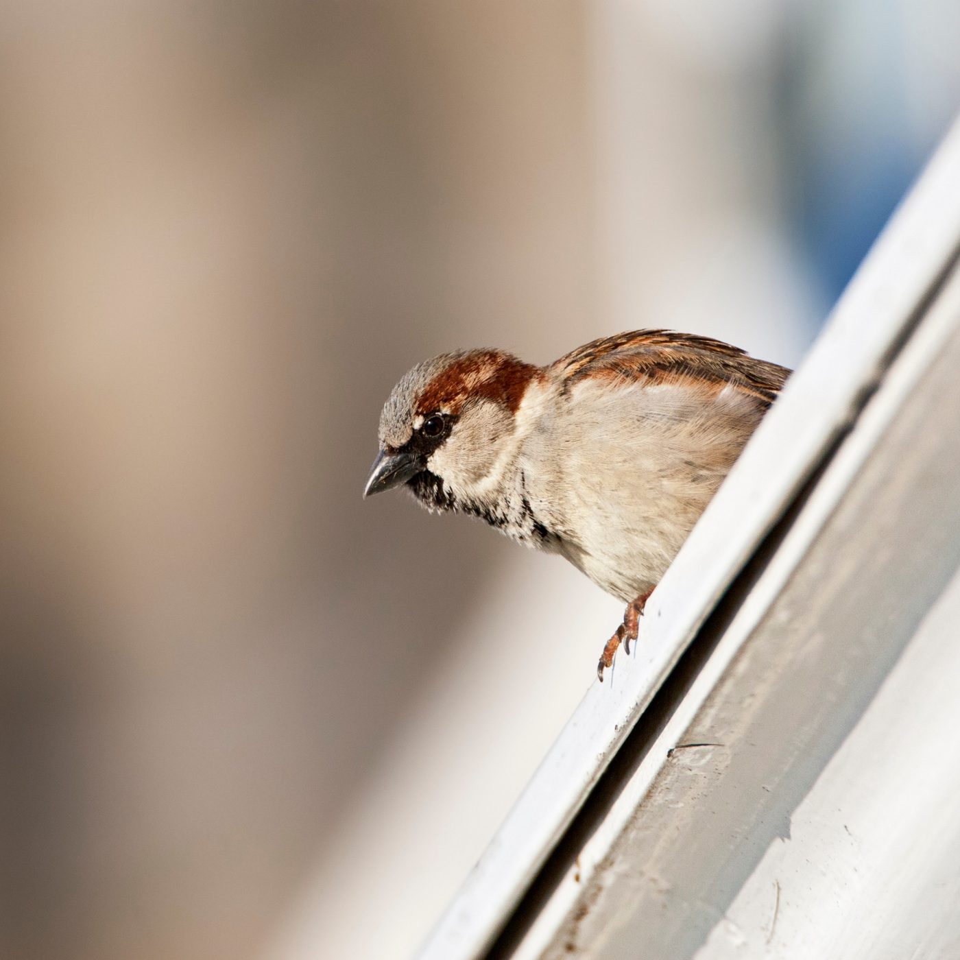 Sparrow nesting on a ledge.