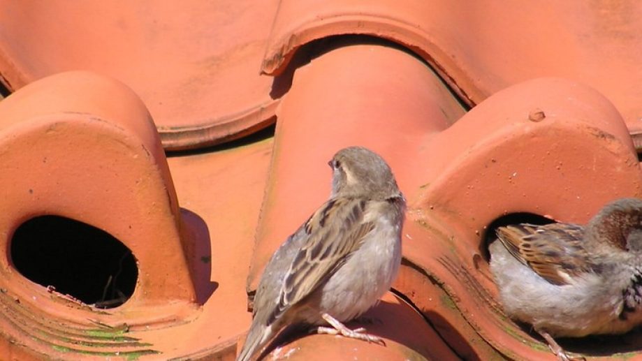 Bird nest roof tiles Additional habitat for birds in cities