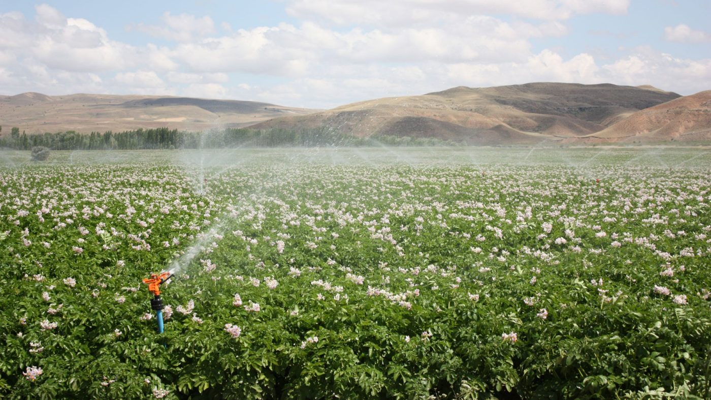 sprinkler in a field