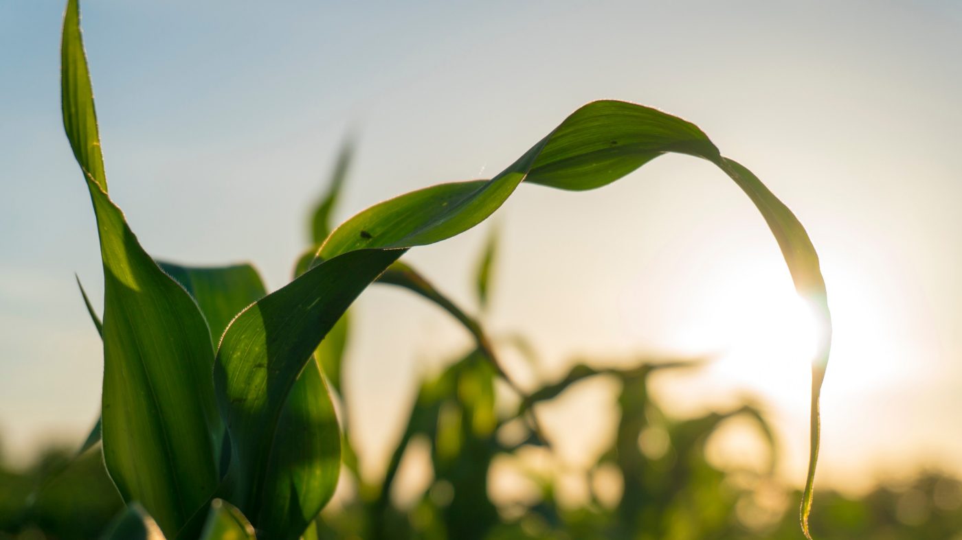 Corn in sunset