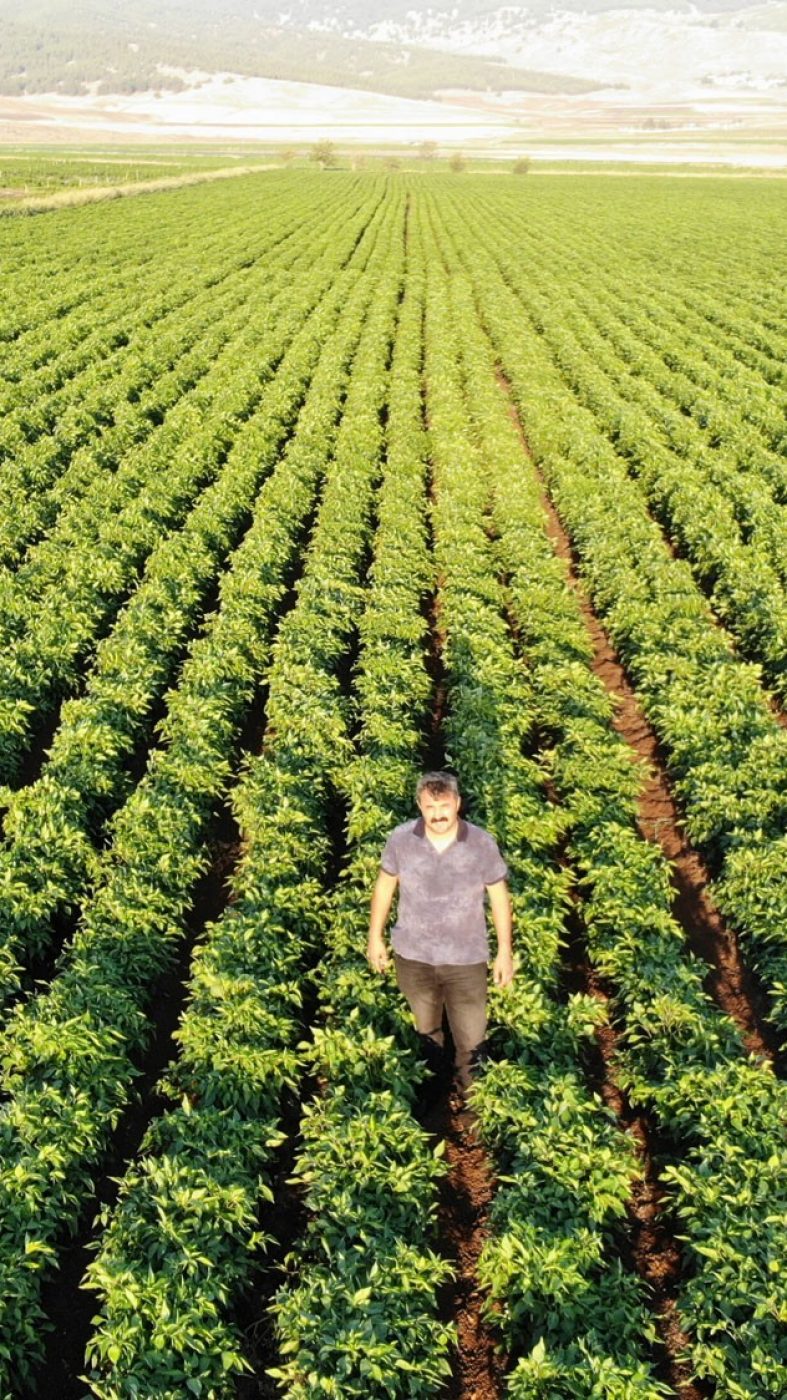 Pipelife-flat-drip-pepper-field-Turkey