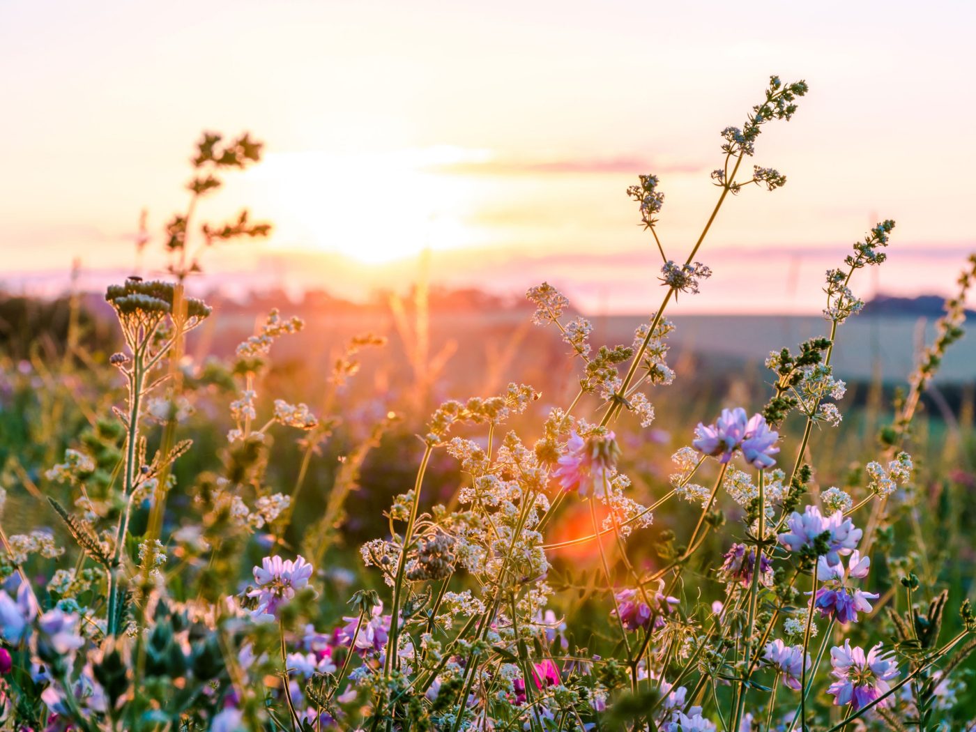 Beautiful wildflowers on a green meadow. Warm summer evening