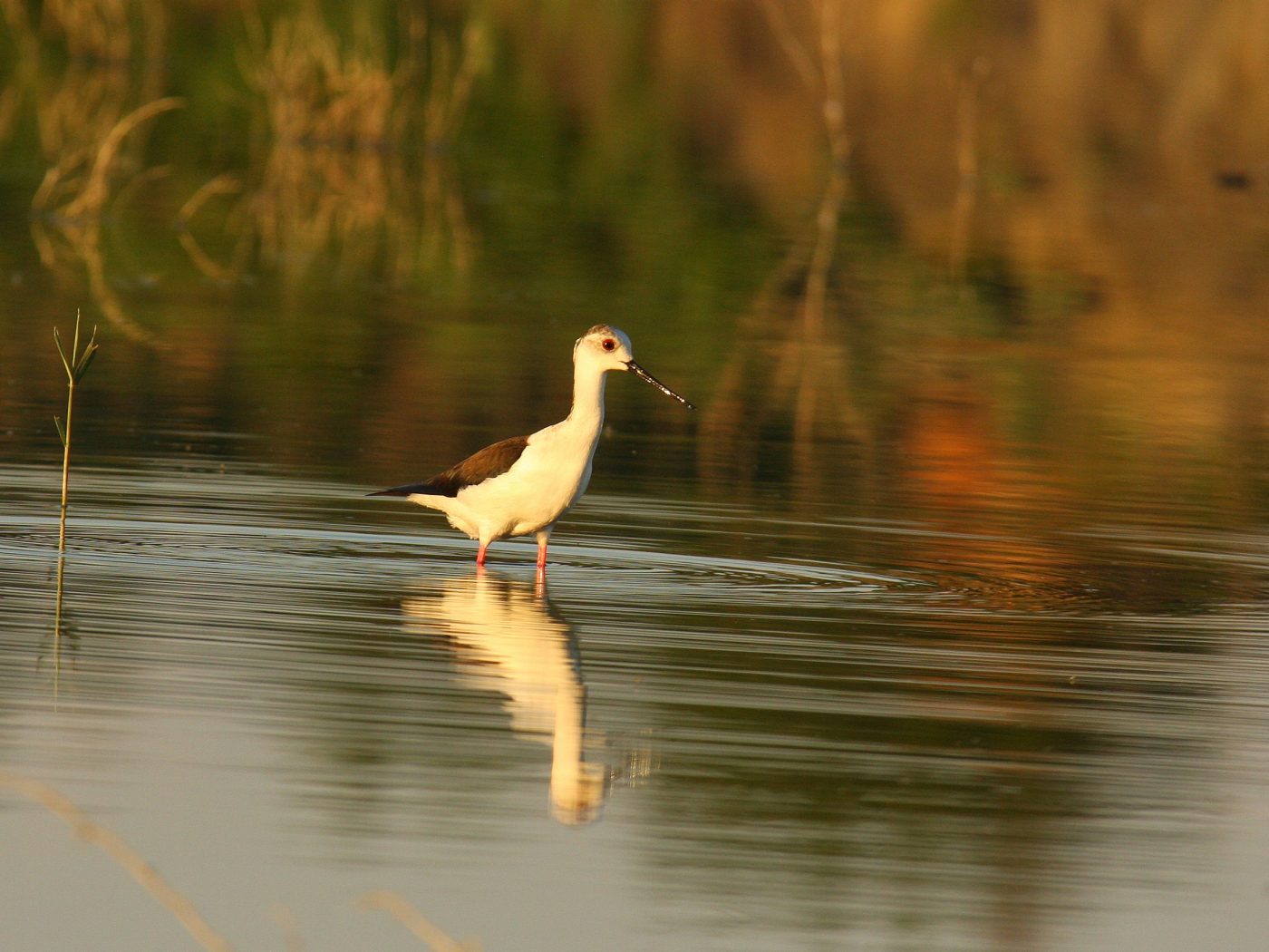 Bird at lake