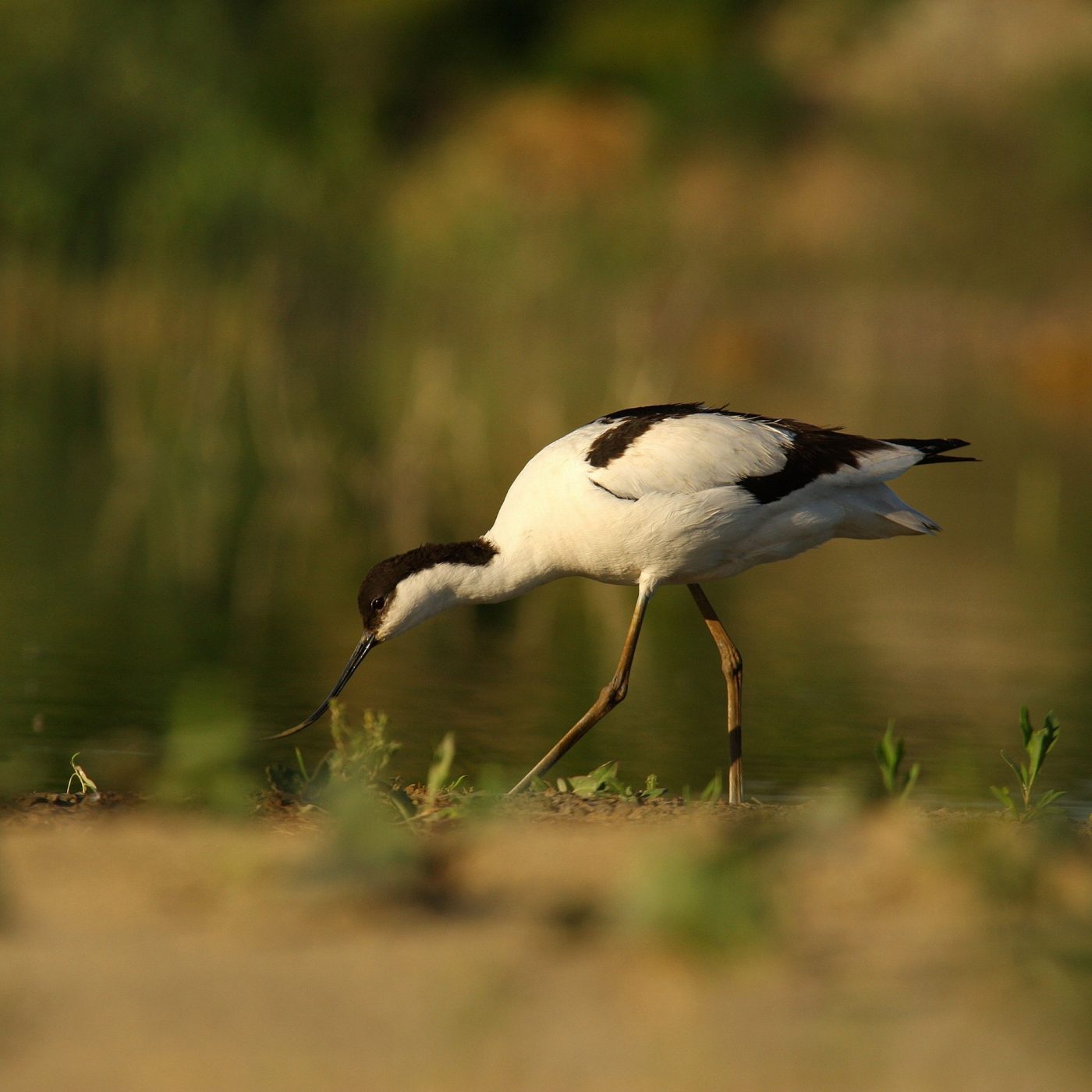 Bird at lakeside