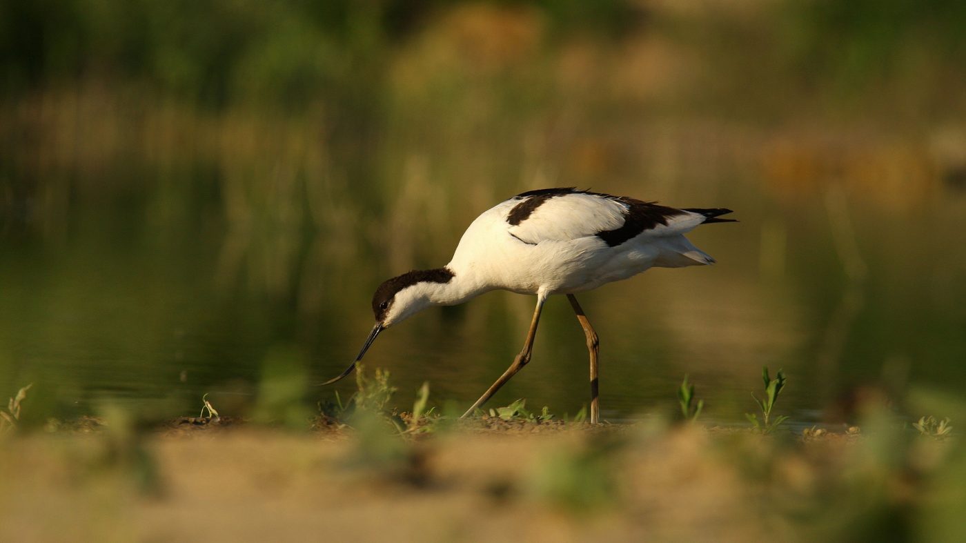 Bird at lakeside