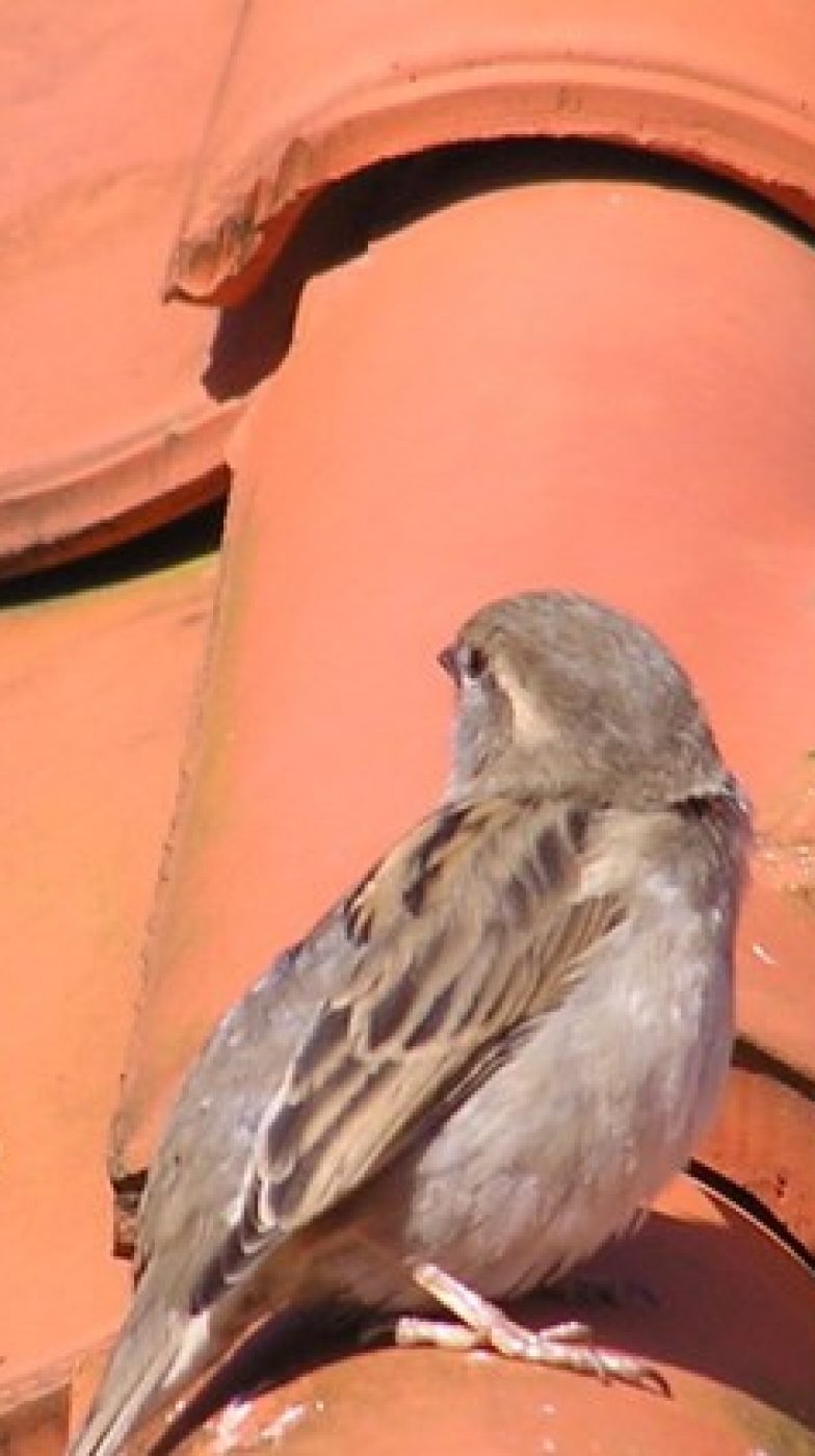 bird on roof