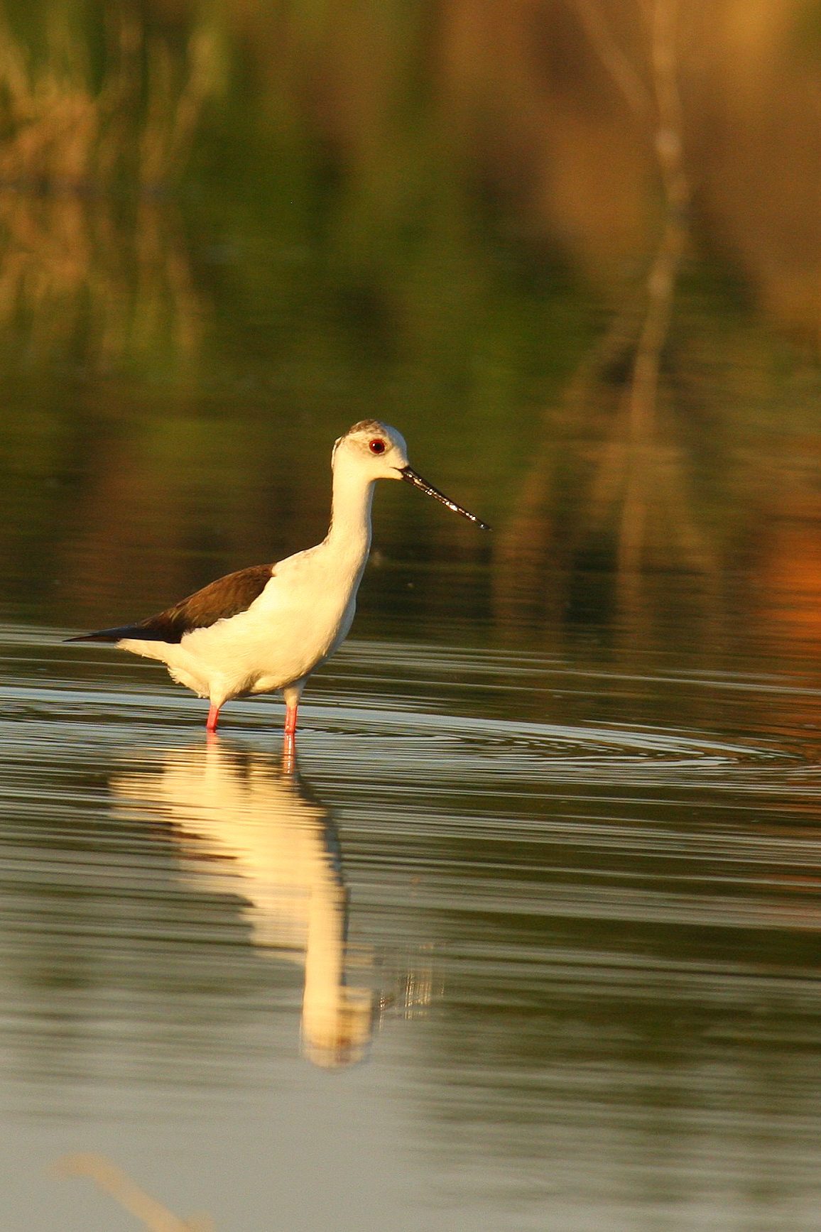 bird in a lake