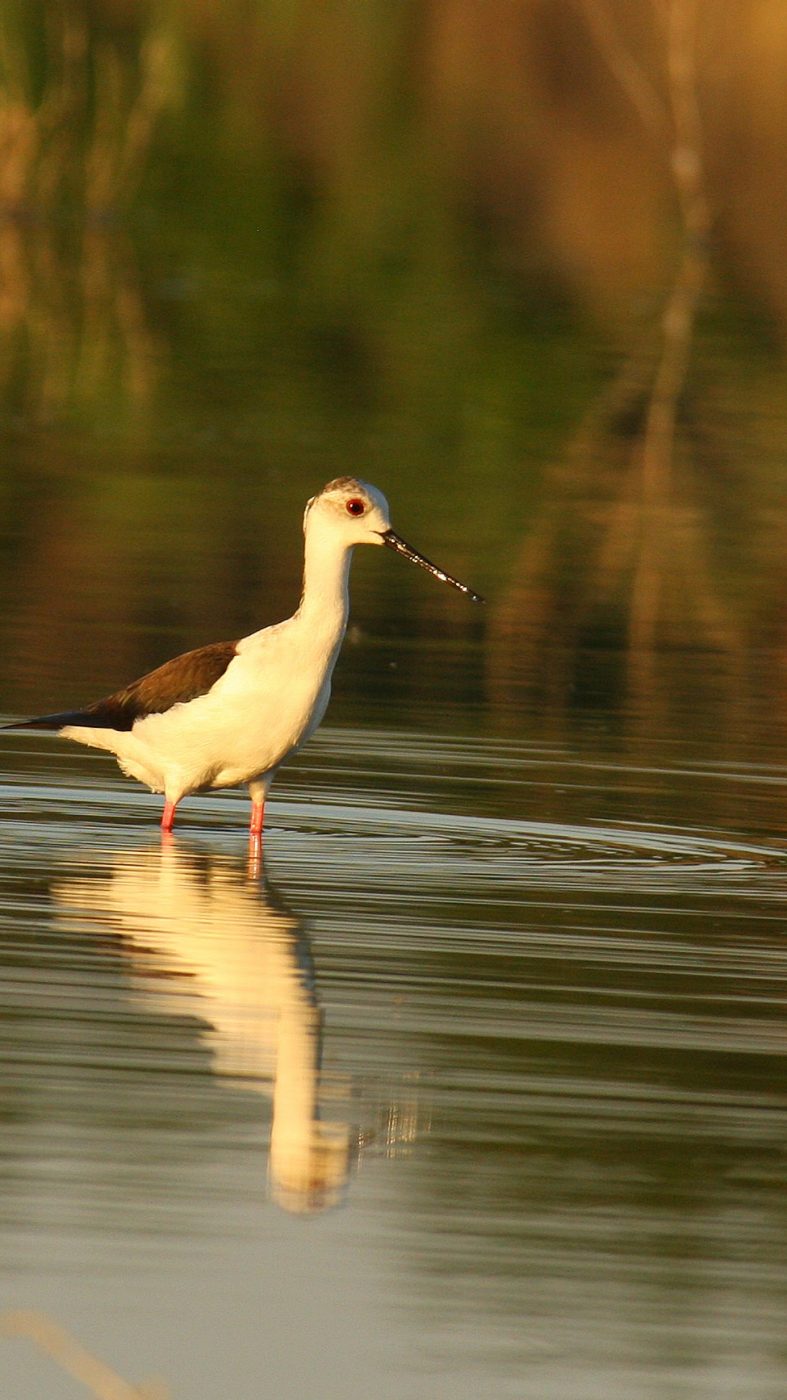 bird in a lake