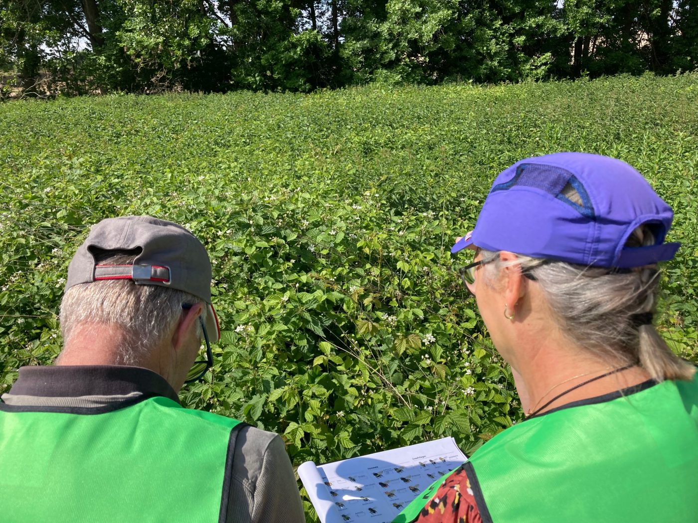 ): Biodiversity ambassadors out on a mission: Two members of the team at Wienerberger Netherlands out on their rounds measuring the success of the biodiversity measures. 