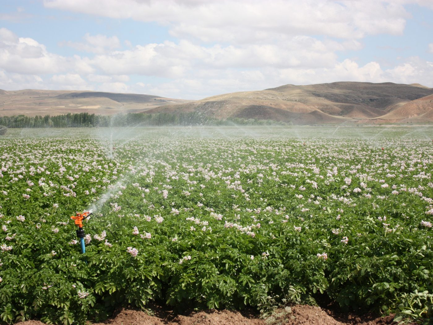 Pipelife sprinkler in crops