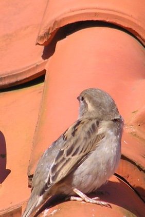 bird on a roof