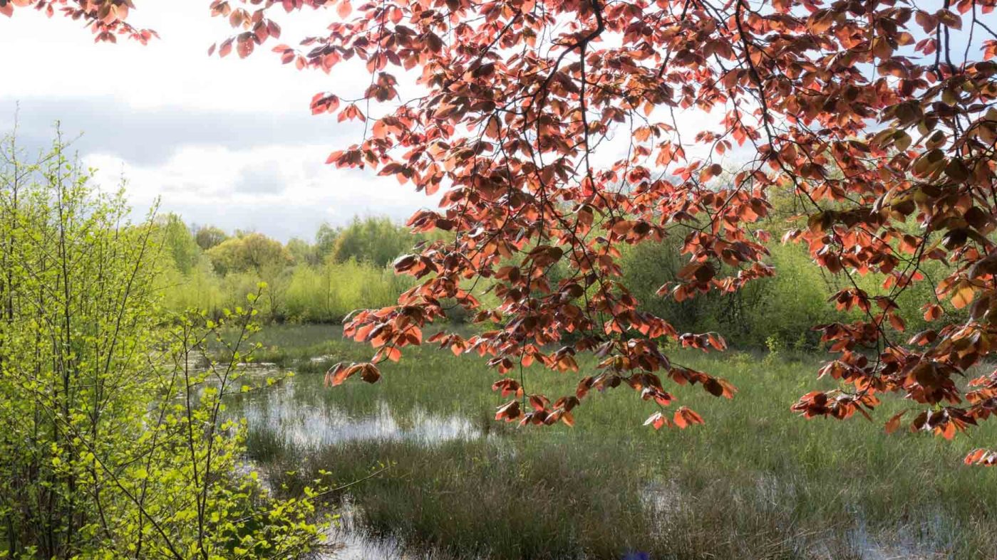 Lake with green and red shrubbery